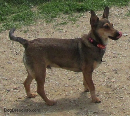 Side view - The right side of a brown with tan and white Sheltie Pin dog wearing a red plastic clip collar standing in dirt. It has a long tail that it is holding level with its body, large perk ears and is licking its nose and it is looking to the right.