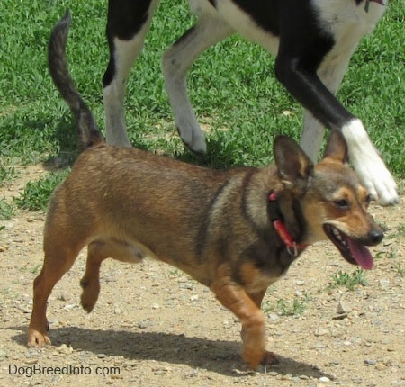 A small, short-legged, brown with tan and white Sheltie Pin dog is walking across a dirt surface, it is panting and there is a larger black and white dog walking next to it.