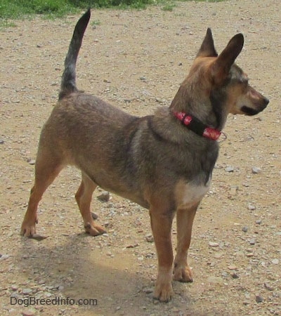 The front right side of a brown with tan and white Sheltie Pin is standing in dirt, it is looking to the right and its tail is up. The dog is wearing a red collar with a black plastic clip and has large perk ears.