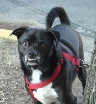 Close up front view - A black with white Sheltie Pug dog with a big underbite that shows its bottom white teeth standing in dirt looking forward with its tail curled up over its back. The dog is wearin a red harness. It is mostly black with a white chest.
