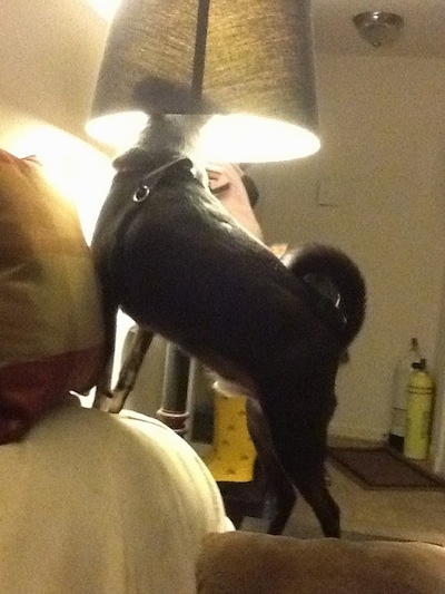 The left side of a black with white Sheltie Pug dog is standing across the arm of a tan couch. Its head is inside of a lamp shade. The light is turned on. The dog's tail is curled up over its back.