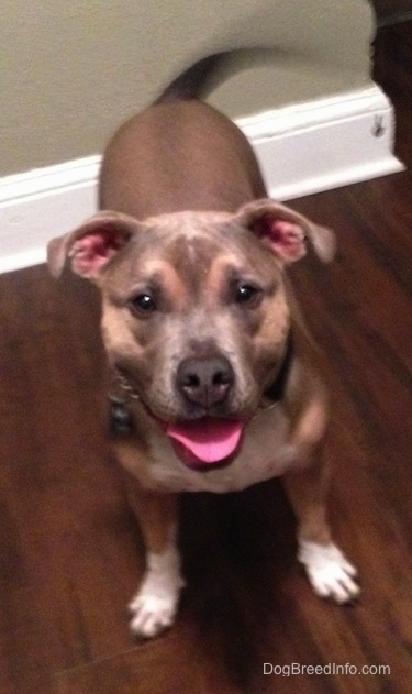 Top down view of a brown with black and white Shepherd Pit that is standing on a hardwood floor. It is looking up, its tail is wagging, its mouth is open, its tongue is out and it looks like it is smiling. The dog's paws are white.