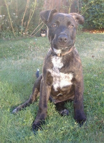 A small brindle with white Shepherd Pit puppy is sitting in grass and it is looking forward. In the background there is a cat laying in grass and under a tree.