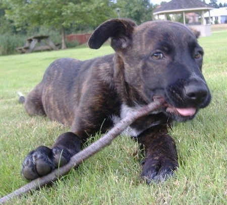 Close up front view - A brindle with white Shepherd Pit puppy is laying in grass and it is chewing on a stick. Its pink tongue is showing.