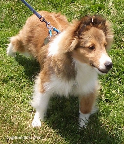 Top down view of a fluffy, brown with white Shetland Sheepdog puppy looking to the right and its mouth is slightly open.