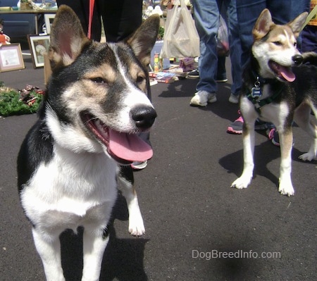 Close up - A black with tan and white Shiba Inu is standing on a blacktop surface with its mouth open and tongue out. It is standing across from another black with tan and white Shiba Inu that is looking to the right and panting. The dogs eyes are both squinting in the sun.