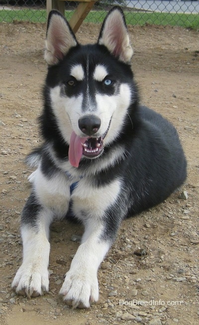1 year old husky size
