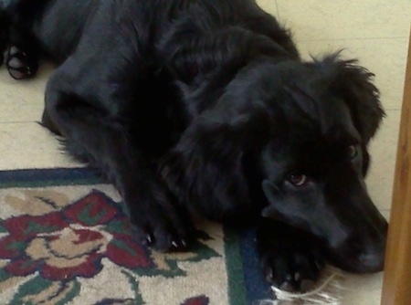 Top down view of a shiny coated, black Spangold Retriever dog that is laying down partially on a tiled floor and a rug.
