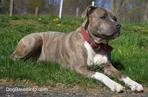 Front side view - Close up - A blue-nose brindle Pit Bull Terrier puppy is laying in grass and he is looking to the right.