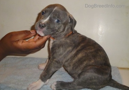 Side view - A blue-nose brindle Pit Bull Terrier puppy is sitting on a towel on a tiled floor. A person has their hand on the chin of the puppy and the puppy is looking forward.