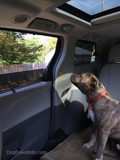 A blue-nose Brindle Pit Bull Terrier is sitting on a dog bed and he is looking out an open window in the middle area of a Toyota Sienna minivan that has the middle seats removed.