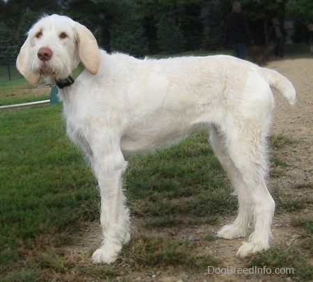 The left side of a tall white with tan Spinone Italiano is standing across a baseball diamond and it is looking forward.