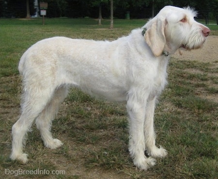 Right Profile - A white with tan Spinone Italiano is standing across the outfield of a baseball field. It is looking to the right. It has longer hair on its snout, a brown nose, brown eyes and shaggy looking fur on its legs.