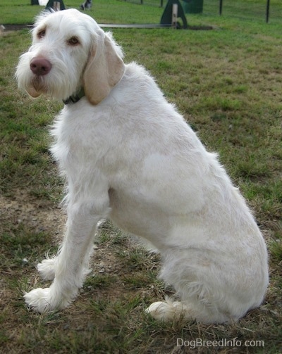 The left side of a white with tan Spinone Italiano dog that is sitting in patchy grass and it is looking forward.