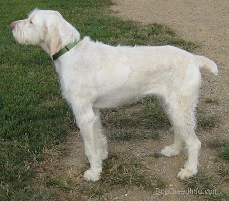 Left Profile - A white with tan Spinone Italiano dog is standing in patchy grass and it is looking to the left.