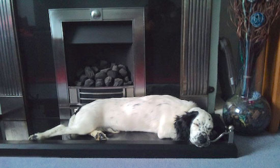 Side view - A white with black Sprocker Spaniel is sleeping across a surface in front of a fireplace. It has black ears and a white body with black spots on it.