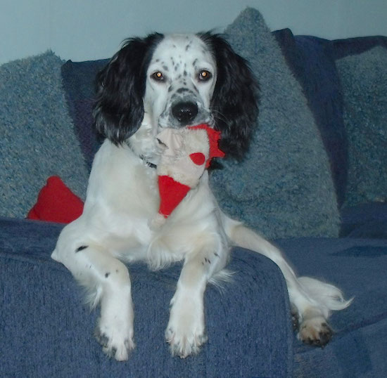 Front view - A white with black Sprocker Spaniel dog laying on a blue couch and it has a santa hat in his mouth.