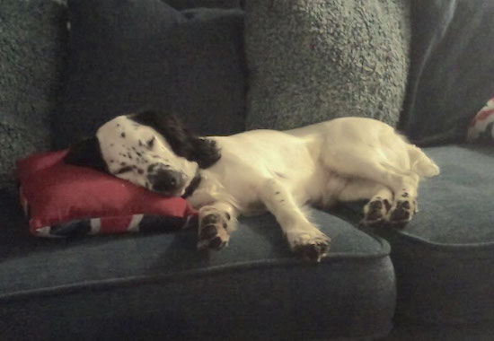Side view - A white with black Sprocker Spaniel dog is sleeping on a blue couch and its head is on top of a red pillow.