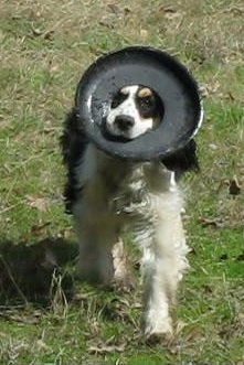 Front view - A black and white with tan Sprocker Spaniel is walking down a grass surface and it has a frisbee in its mouth.