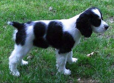 The right side of a black and white with tan Sprocker Spaniel puppy standing in grass and it is looking to the right. It has a short docked tail.