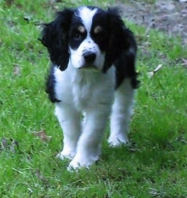 Front view - A wavy-coated, black and white with tan Sprocker Spaniel puppy is standing in grass and it is looking forward. It has long ears that hang down to the sides and black spots on its white snout.