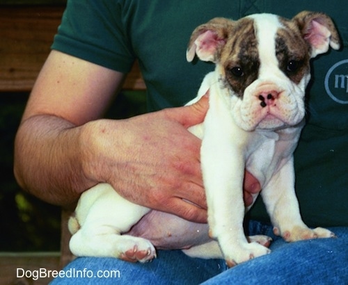 A bulldog puppy sitting on a mans lap