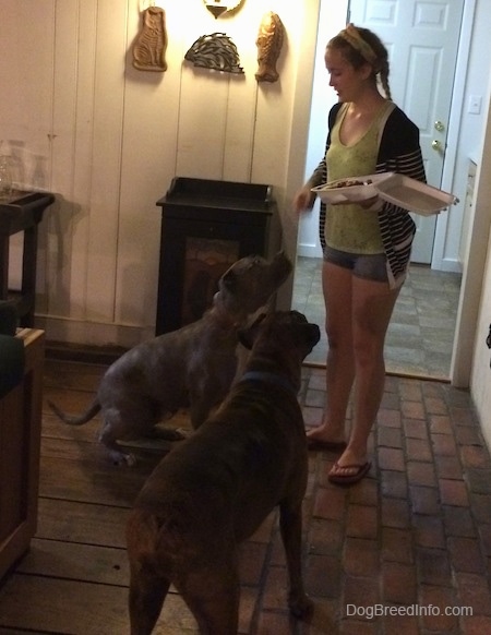 Spencer the Pit Bull Terrier sitting and Bruno the Boxer is standing in front of Sara who has a styrofoam to go container full of Steak.