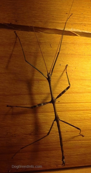 Close up - A thin stick insect is climbing up the side of a wall.