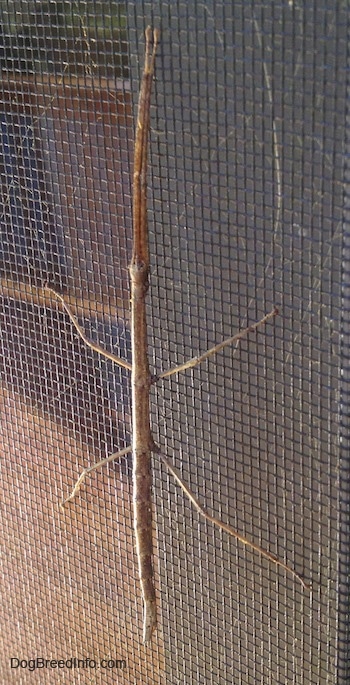 Close up - A stick insect is climbing up a window screen.