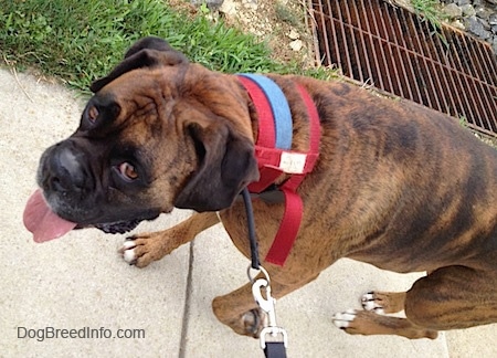 Close Up - The left side of a brown brindle Boxer that is walking down the sidewalk. Its mouth is open and tongue is out.