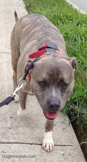 Close Up - A blue-nose brindle Pitbull Terrier is walking down a sidewalk. Its head is down, mouth is open and tongue is sticking out.