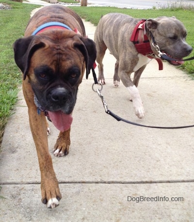 A brown brindle Boxer and a blue-nose brindle Pitbull Terrier are walking down a sidewalk. Both of the dogs are panting.