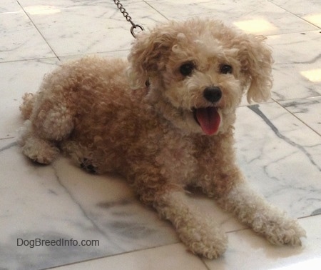 how much dor a toy poodle puppy mini