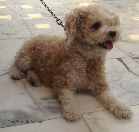 The front right side of a little wavy coated, tan Toy Poodle dog laying across a white with gray stone tiled surface, it is looking to the right and it is panting.