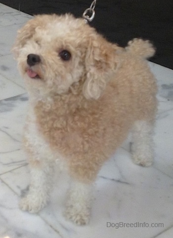 The front left side of a little tan with white Toy Poodle dog standing across a marble tiled surface, it is looking up, to the left and its tongue is sticking out of its mouth. It has wide round dark eyes and a black nose.