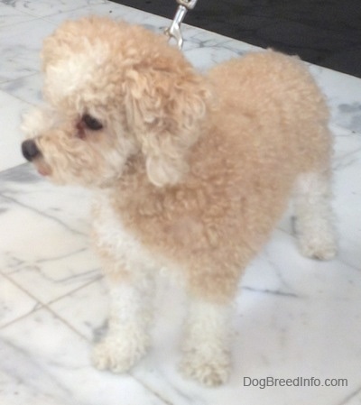The front left side of a thick-coated, small tan with white Toy Poodle dog standing across a marble tiled surface and it is looking to the left.