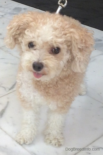 Front view - A little tan with white Toy Poodle dog standing across a marble tiled surface, it is looking forward and its tongue is sticking out of its mouth. The dog looks happy. It has wide round eyes and a black nose.