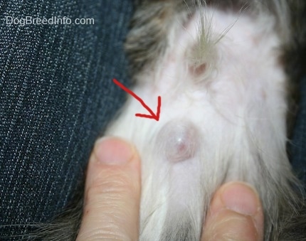 The stomach of a dog with a lump on it with two fingers moving the dog's hair out of the way with a red arrow pointing to the umbilical hernia