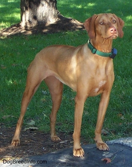 The front right side of a reddish tan with white Vizsla is standing in dirt and it is looking to the right. The dog is tall and has yellow eyes and a brown nose.
