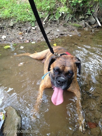 Bruno the Boxer laying down in a small stream with his mouth open and tongue out