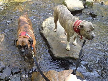 Bruno the Boxer standing in a stream and Spencer the Pit Bull Terrier standing on rock in the stream
