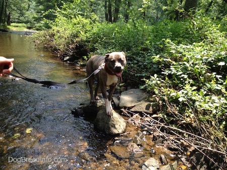 Spencer the Pit Bull Terrier standing on rocks in the stream