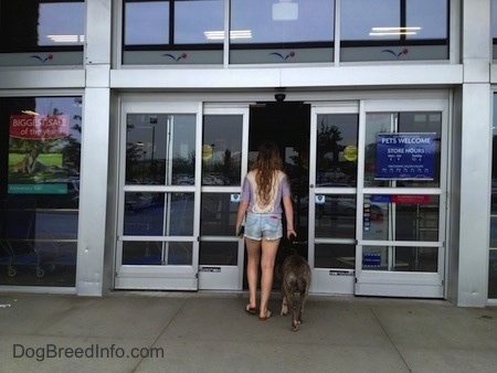 The back of a blue-nose brindle Pit Bull Terrier and a girl are walking into a store with the words 'Pets Welcome' on a door