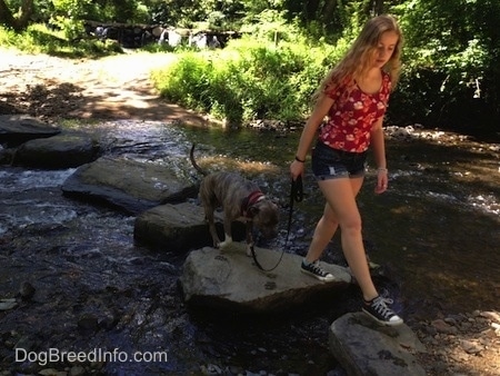 A blue-nose brindle Pit Bull Terrier is being led down a trail of big rocks in a rushing stream by a blonde-haired girl.