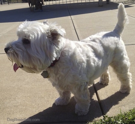 The front left side of a West Highland White Terrier that is standing across a concrete surface and it is panting. It has longer  hair on its face and its tail is up in the air.