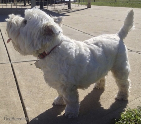 The left side of a West Highland White Terrier dog standing across a concrete surface, it is looking up and it is panting. Its tail is up.