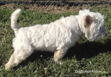 The right side of a West Highland White Terrier dog that is standing in grass and it is looking to the right. There is a chainlink fence behind it.
