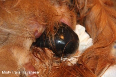 Close Up - Puppy nursing while another is being born