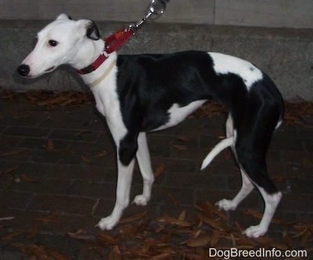 The left side of a black and white Whippet that is standing across a brick surface. It is wearing a red collar and it has on a leash. The dog has a high arch, a long tail, long legs and a long snout with a black nose.