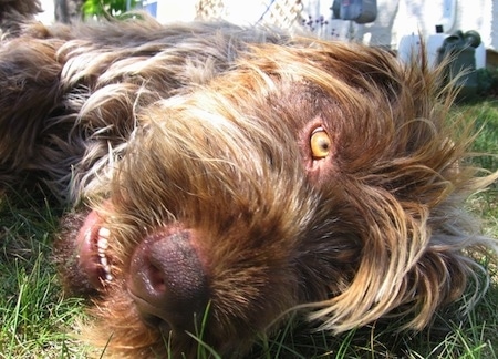 Close up - A white with brown and black Wirehaired Pointing Griffon is laying down on its left side looking forward. It has yellow eyes, a brown nose, white teeth and long hair on its head.